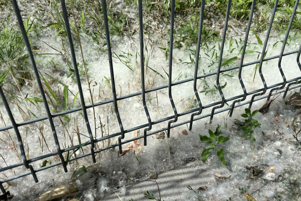 Na Koniuchach biało!