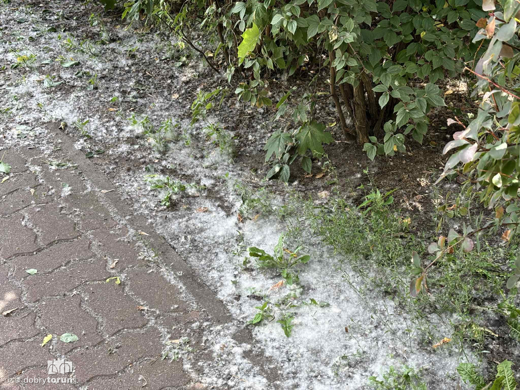 Na Koniuchach biało!
