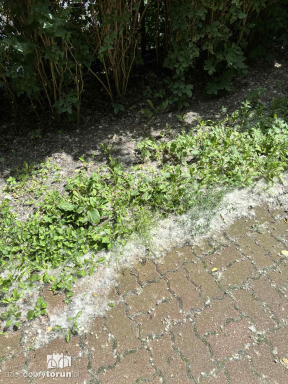 Na Koniuchach biało!