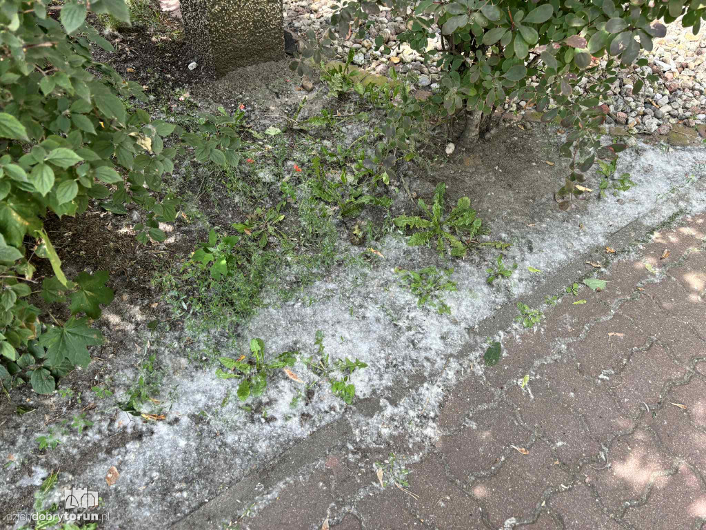 Na Koniuchach biało!
