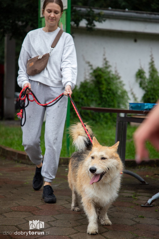 Wyprowadź psa ze schroniska