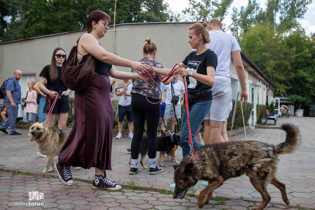 Wyprowadź psa ze schroniska