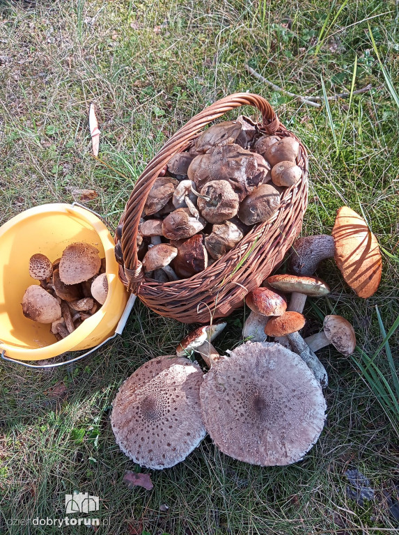 Leśnie zbiory czytelników DDToruń