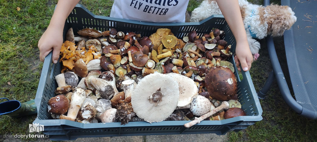 Leśnie zbiory czytelników DDToruń