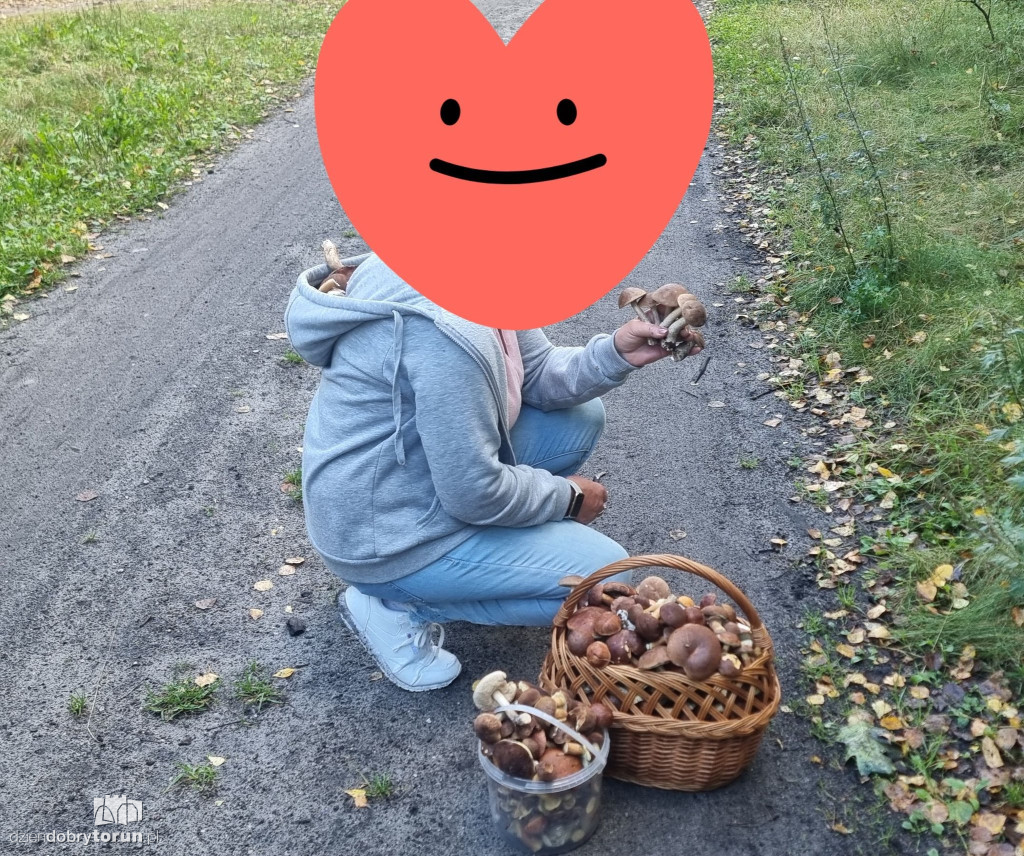 Leśnie zbiory czytelników DDToruń