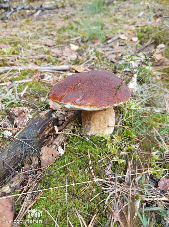 Leśnie zbiory czytelników DDToruń