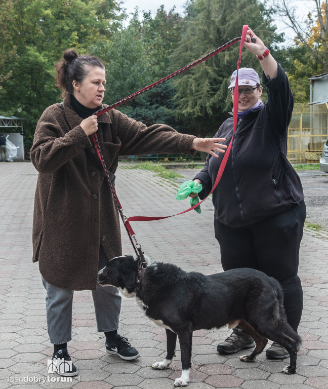 Październikowa akcja wyprowadź psa
