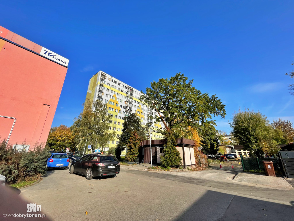 Pielęgnacja dębu przy Głowackiego w Toruniu
