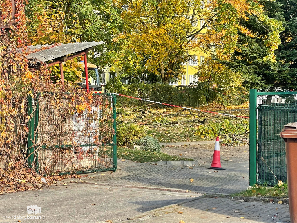 Pielęgnacja dębu przy Głowackiego w Toruniu