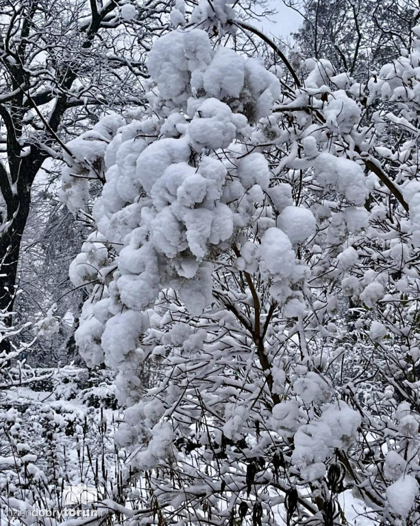 80 interwencji w Toruniu. Mokry śnieg siał spustoszenie