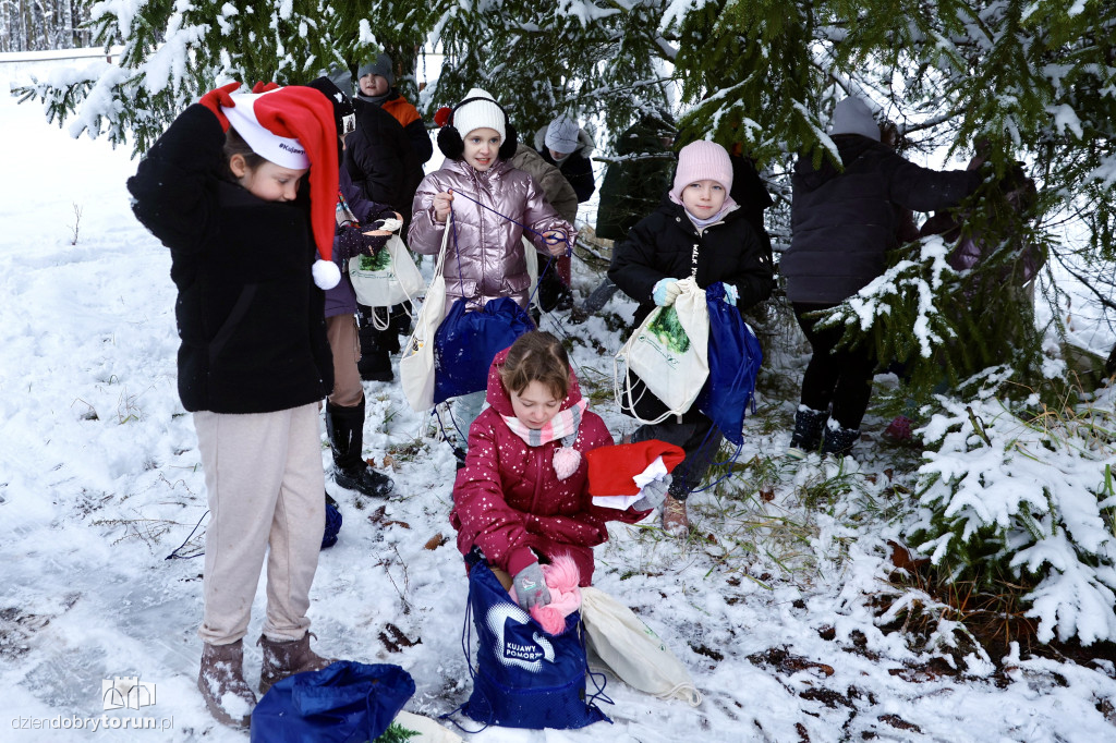 Taka choinka stanie przed urzędem marszałkowskim