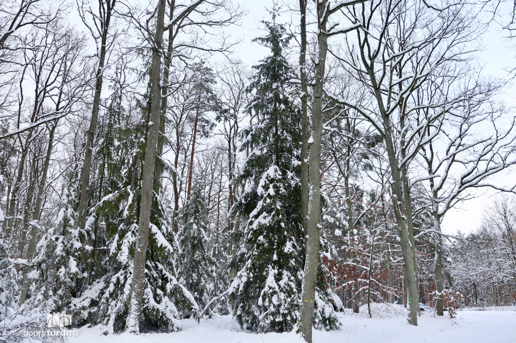 Taka choinka stanie przed urzędem marszałkowskim