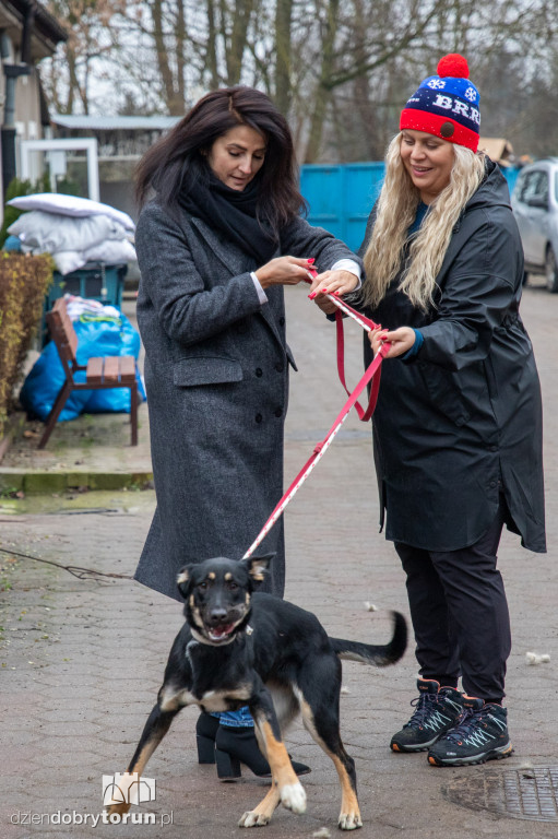 Wyprowadź psa ze schroniska