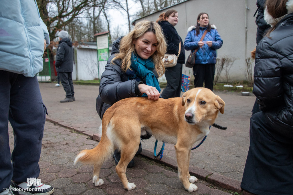 Wyprowadź psa ze schroniska