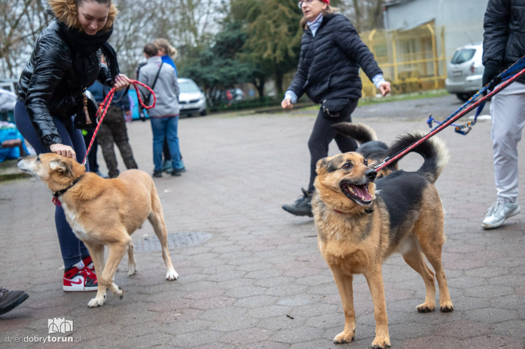 Wyprowadź psa ze schroniska