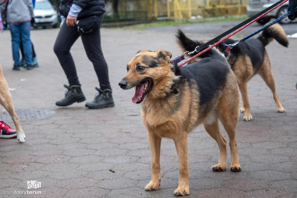 Wyprowadź psa ze schroniska