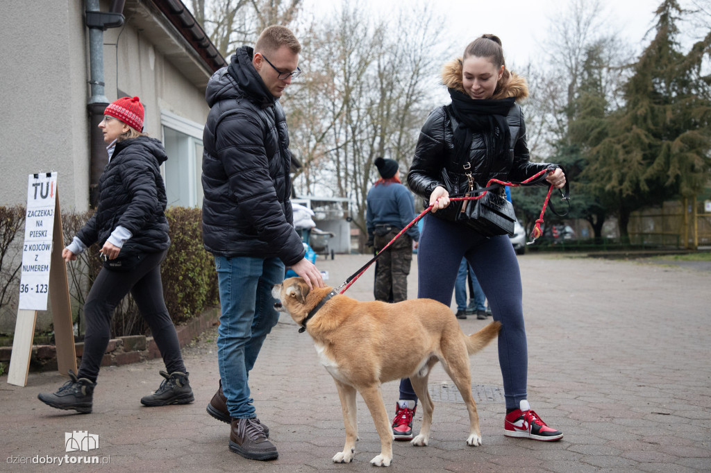 Wyprowadź psa ze schroniska