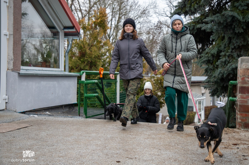Wyprowadź psa ze schroniska