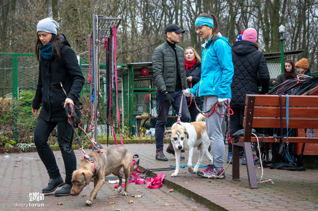 Wyprowadź psa ze schroniska