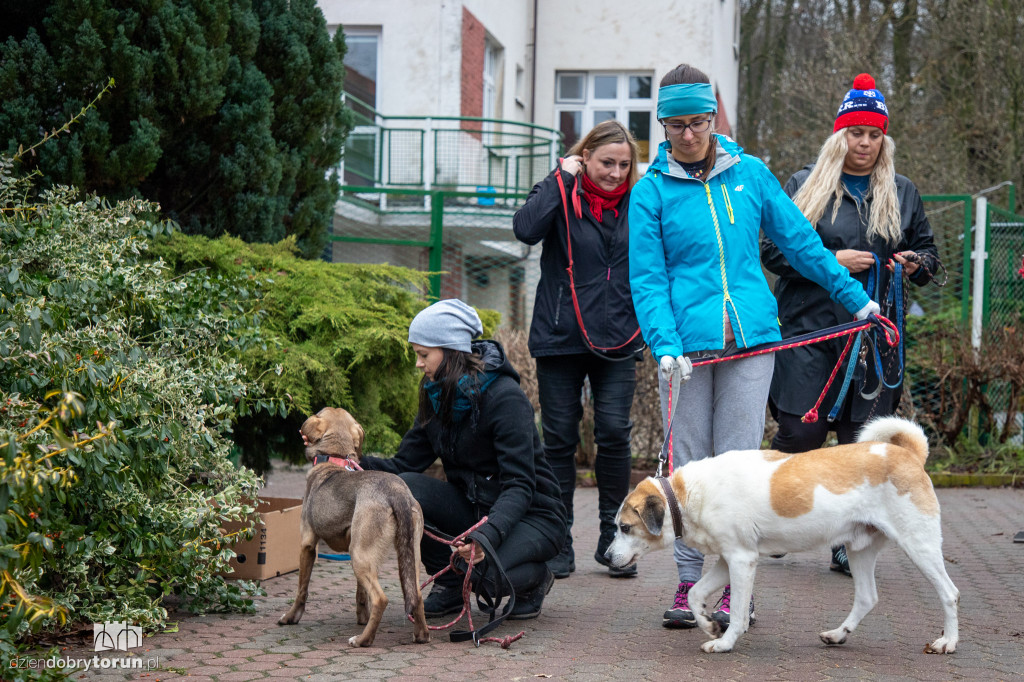 Wyprowadź psa ze schroniska