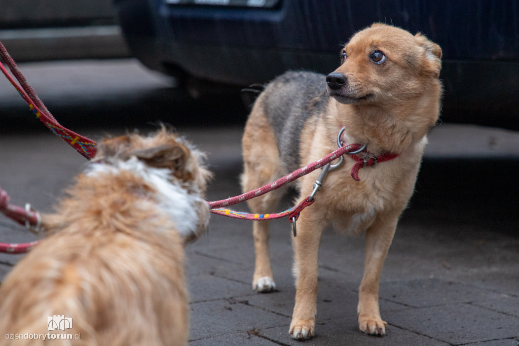 Wyprowadź psa ze schroniska