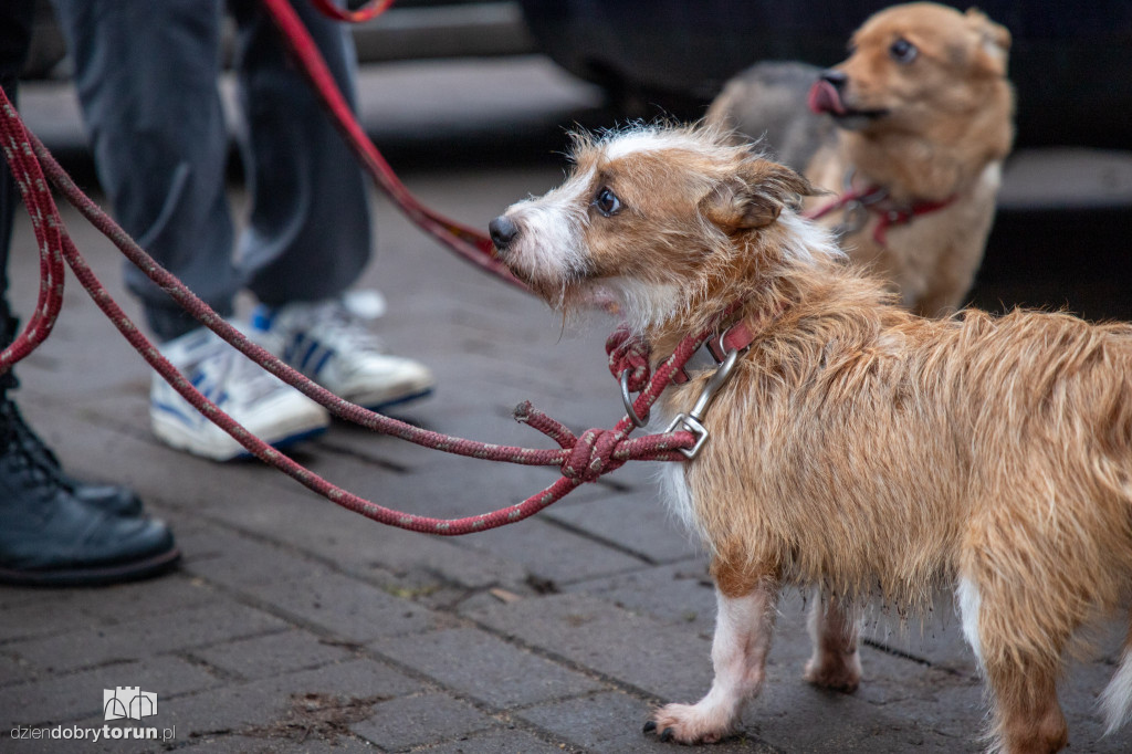 Wyprowadź psa ze schroniska