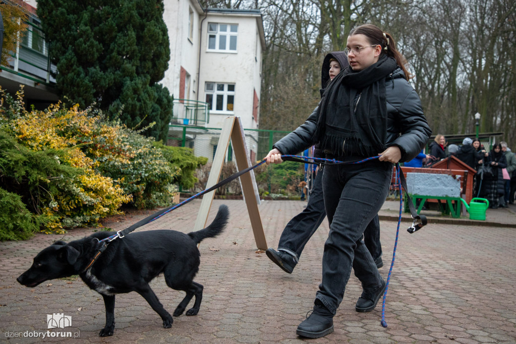 Wyprowadź psa ze schroniska