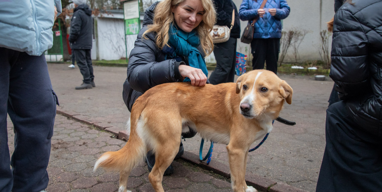 Wyprowadź psa ze schroniska