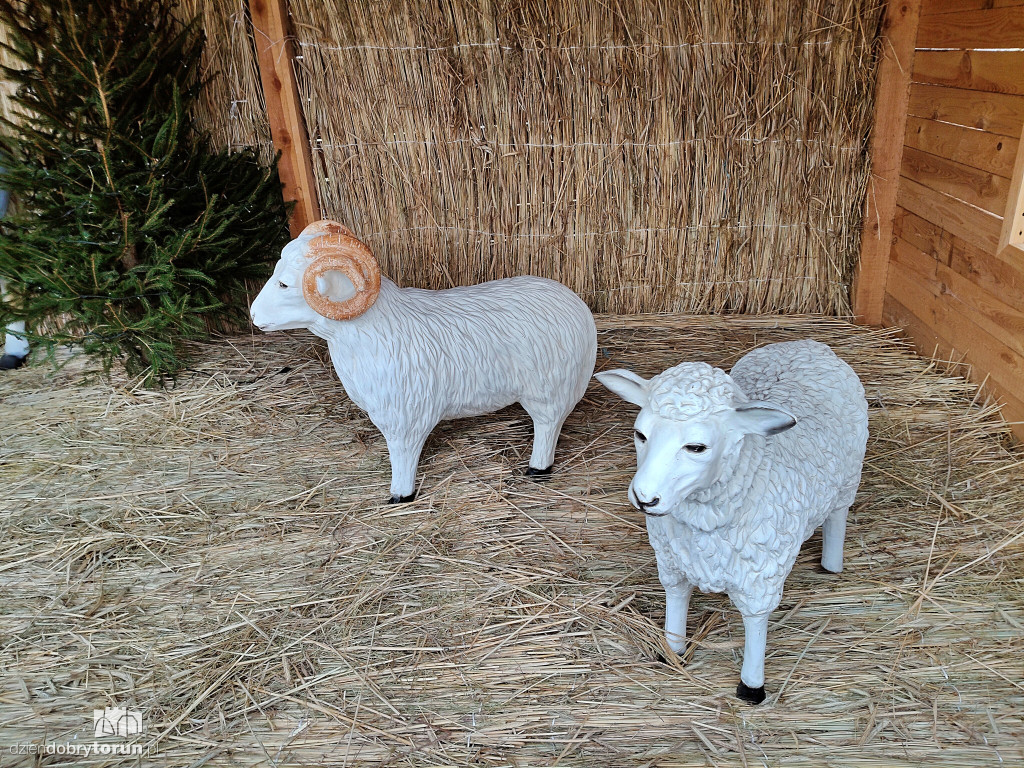 Szopka przy Sanktuarium NMP w Toruniu