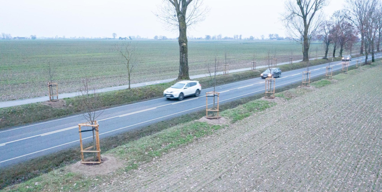 440 drzew wzdłuż drogi wojewódzkiej