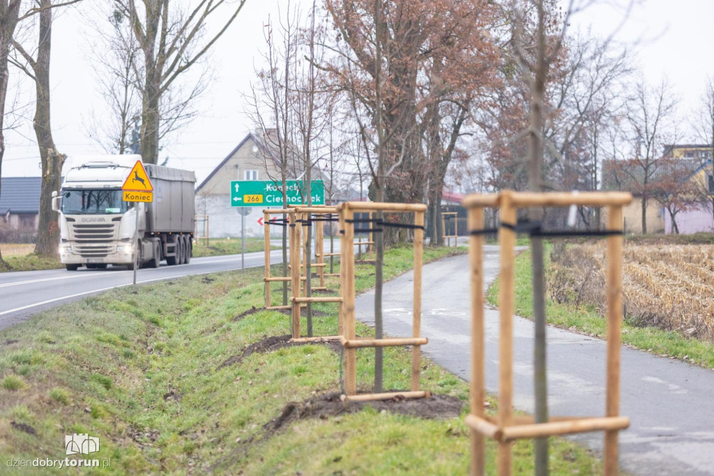 440 drzew wzdłuż drogi wojewódzkiej