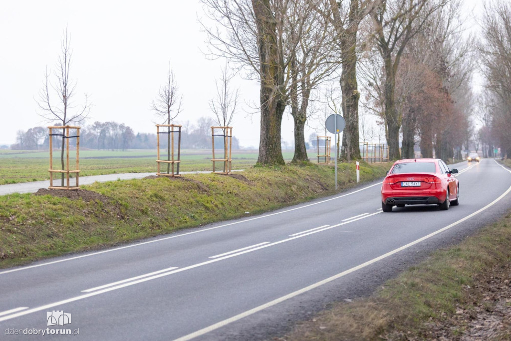 440 drzew wzdłuż drogi wojewódzkiej