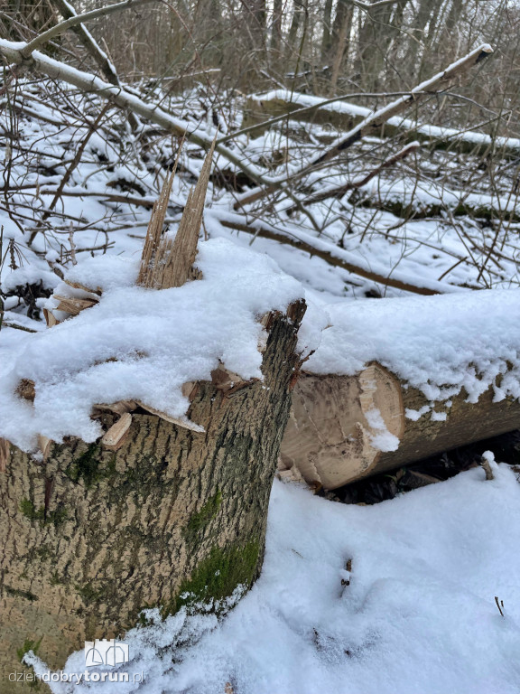 Wstrząsające kadry z Majdanów