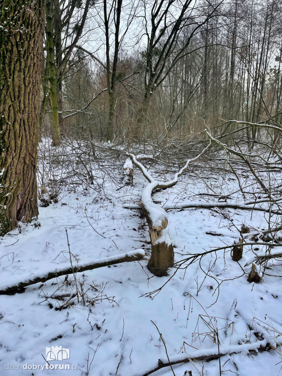 Wstrząsające kadry z Majdanów