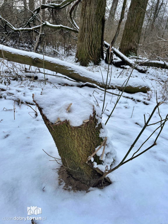Wstrząsające kadry z Majdanów
