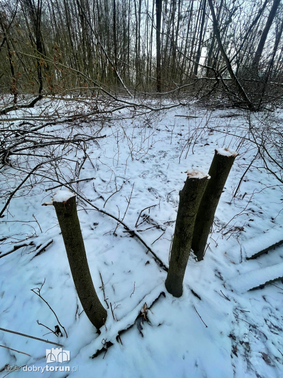 Wstrząsające kadry z Majdanów