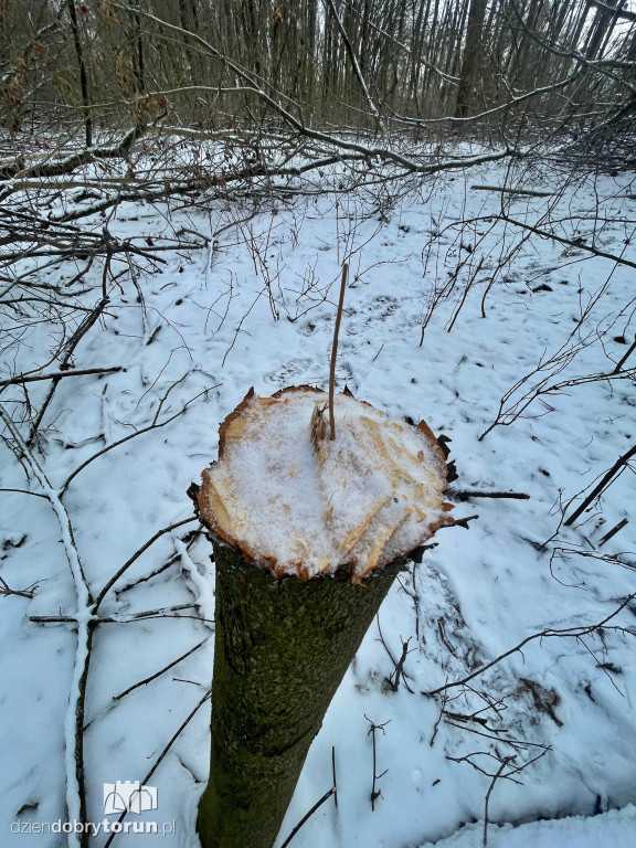 Wstrząsające kadry z Majdanów