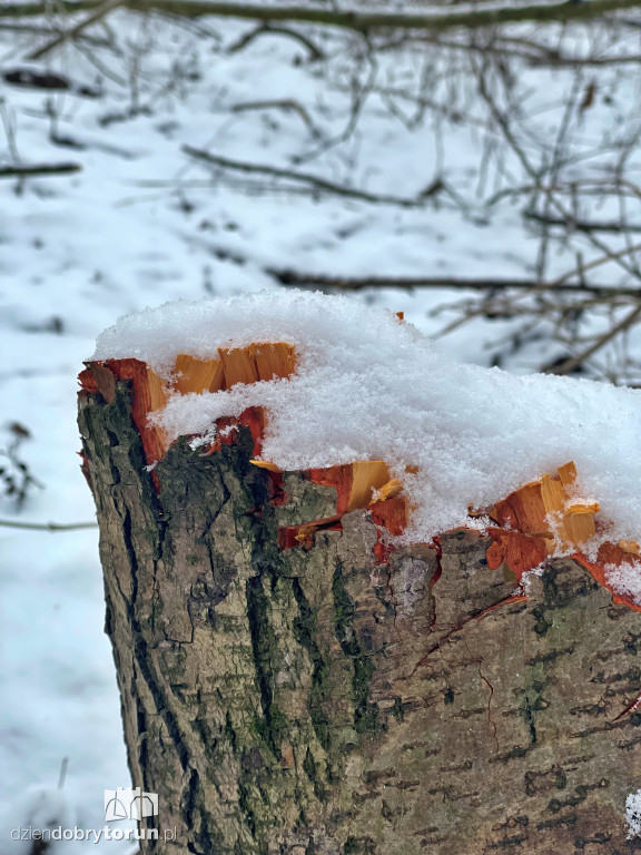 Wstrząsające kadry z Majdanów