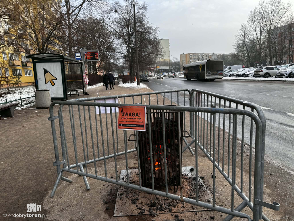 Koksowniki na ulicach Torunia