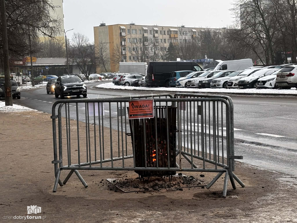 Koksowniki na ulicach Torunia