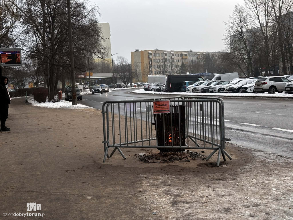 Koksowniki na ulicach Torunia