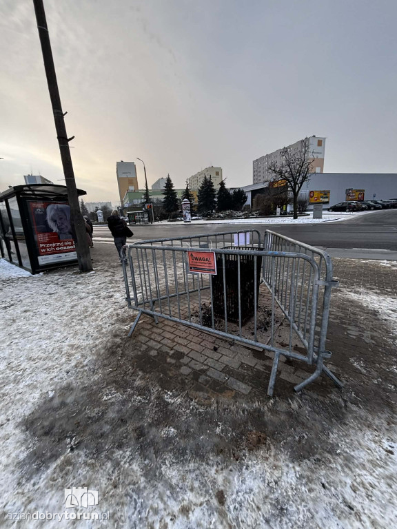 Koksowniki na ulicach Torunia