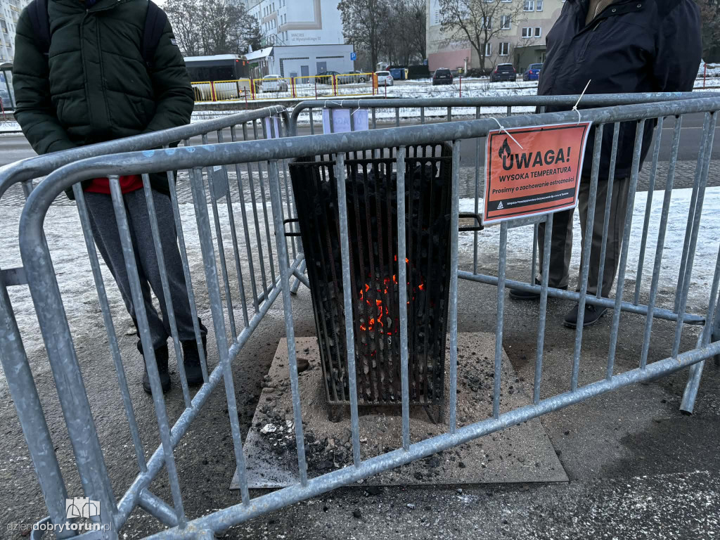 Koksowniki na ulicach Torunia