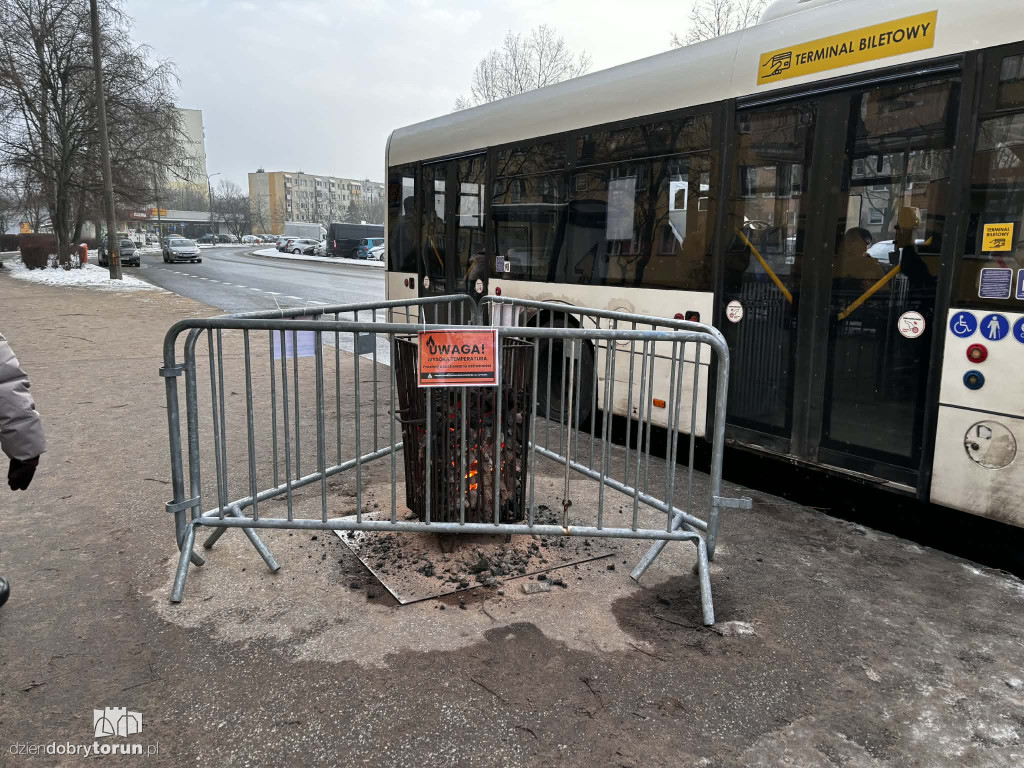 Koksowniki na ulicach Torunia