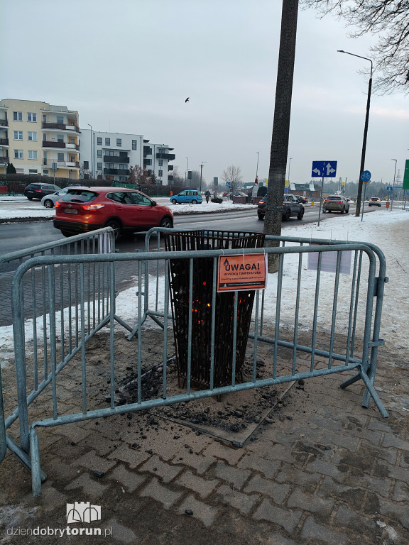 Koksowniki na ulicach Torunia