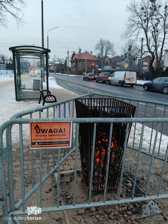 Koksowniki na ulicach Torunia