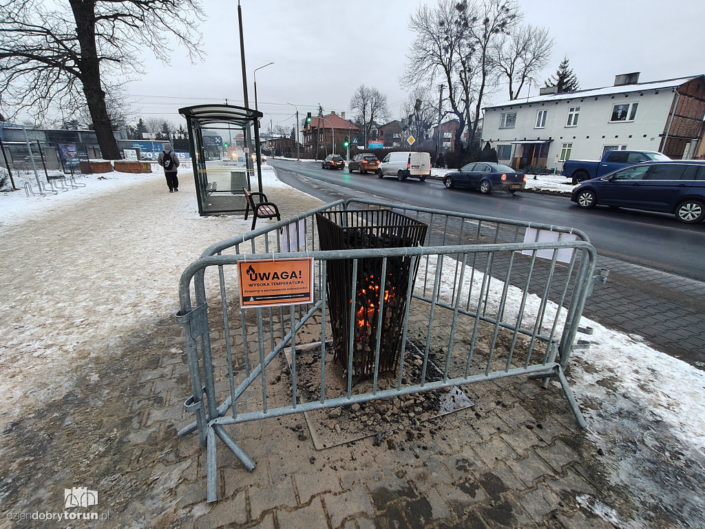 Koksowniki na ulicach Torunia