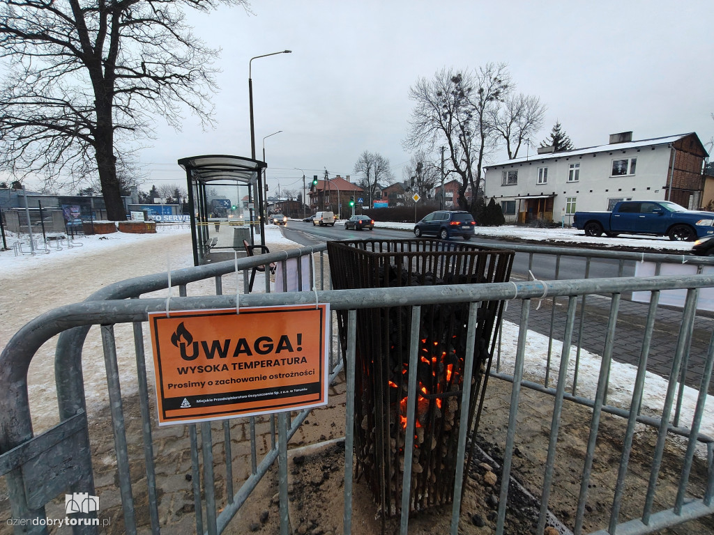 Koksowniki na ulicach Torunia