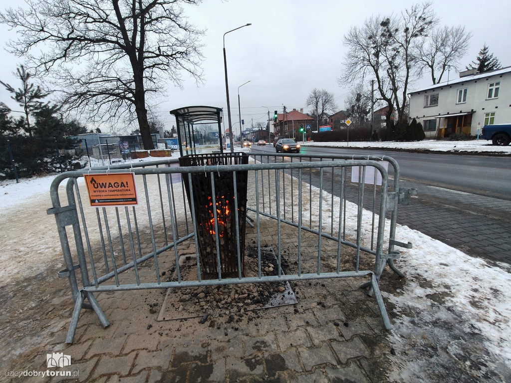 Koksowniki na ulicach Torunia