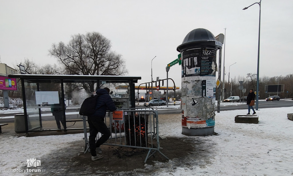 Koksowniki na ulicach Torunia